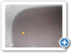 dsci0097